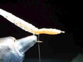 P6130007