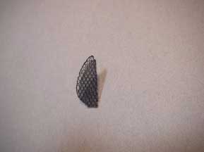 IMGP0503.JPG