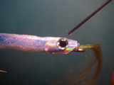 IMGP0020.JPG