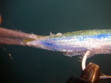 IMGP0031.JPG